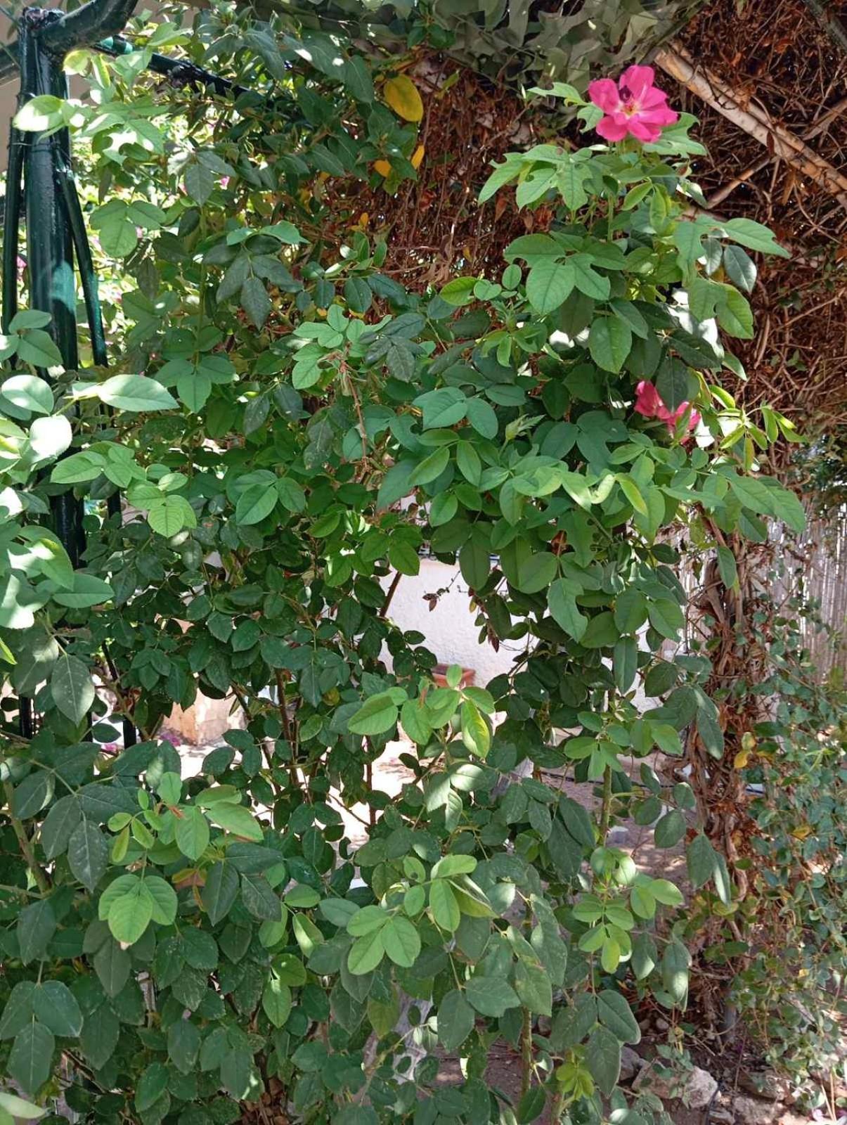 Ambelakia Εξοχικό Roxani 빌라 외부 사진